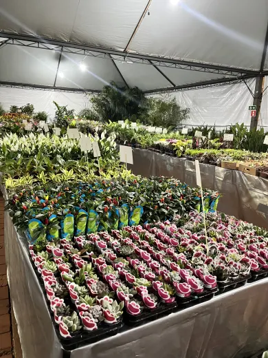 Foto 3 de 1ª Feira de Flores